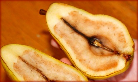 bad trees don't produce good fruit